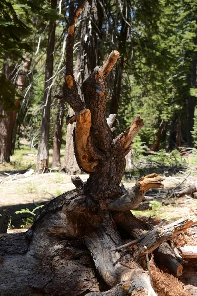 DSC_3756 (Large).JPG